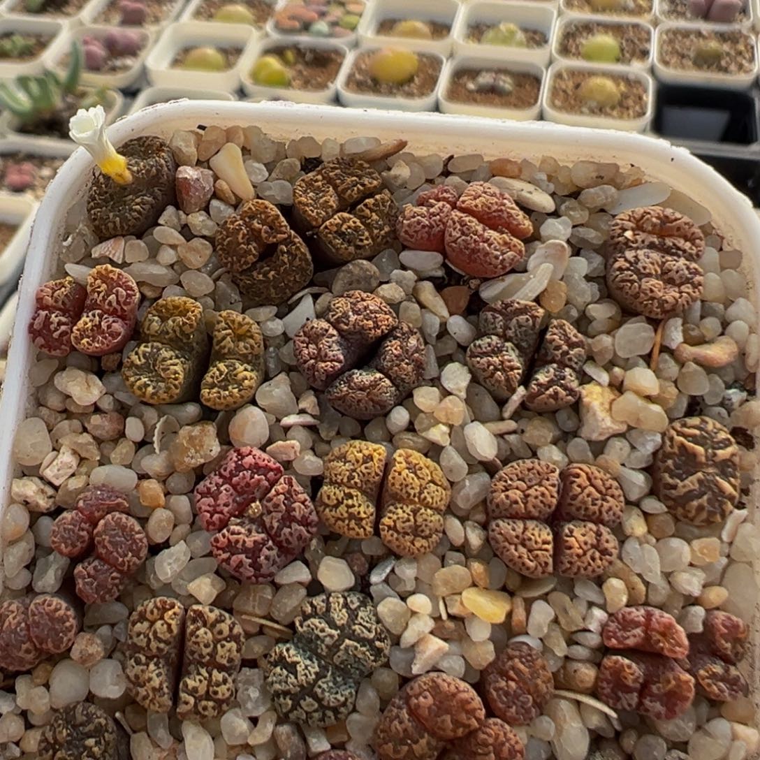 432多肉植物百科知识