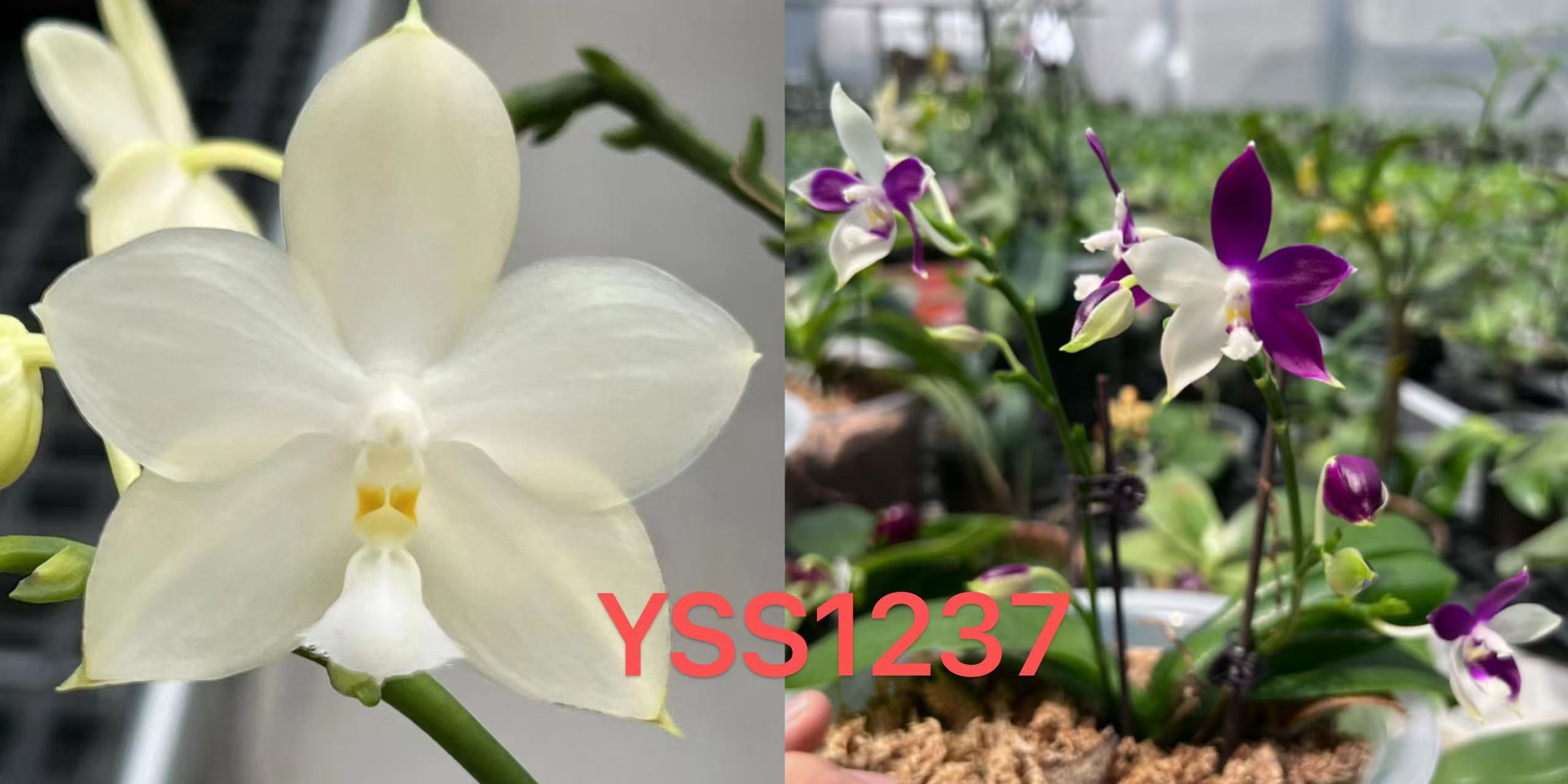 yss1237 1.7寸苗株 鲜花绿植