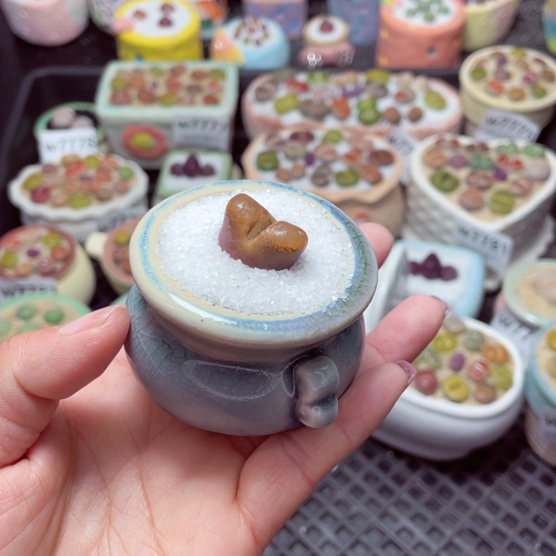 w7794 -零下地区拍保温箱-15支持寄养