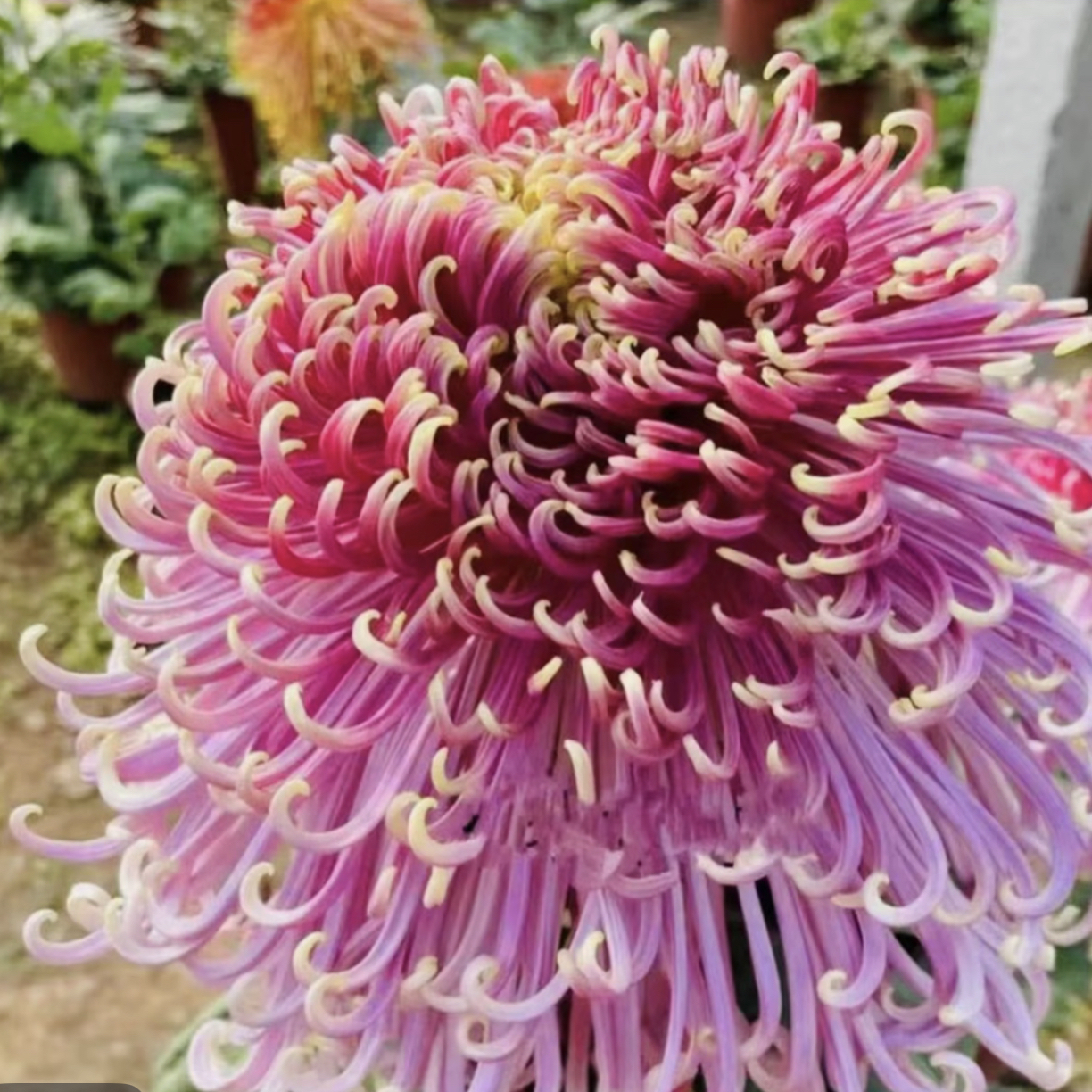 九月菊【貂蝉拜月】大花富贵菊，盆栽绿植室内好养活