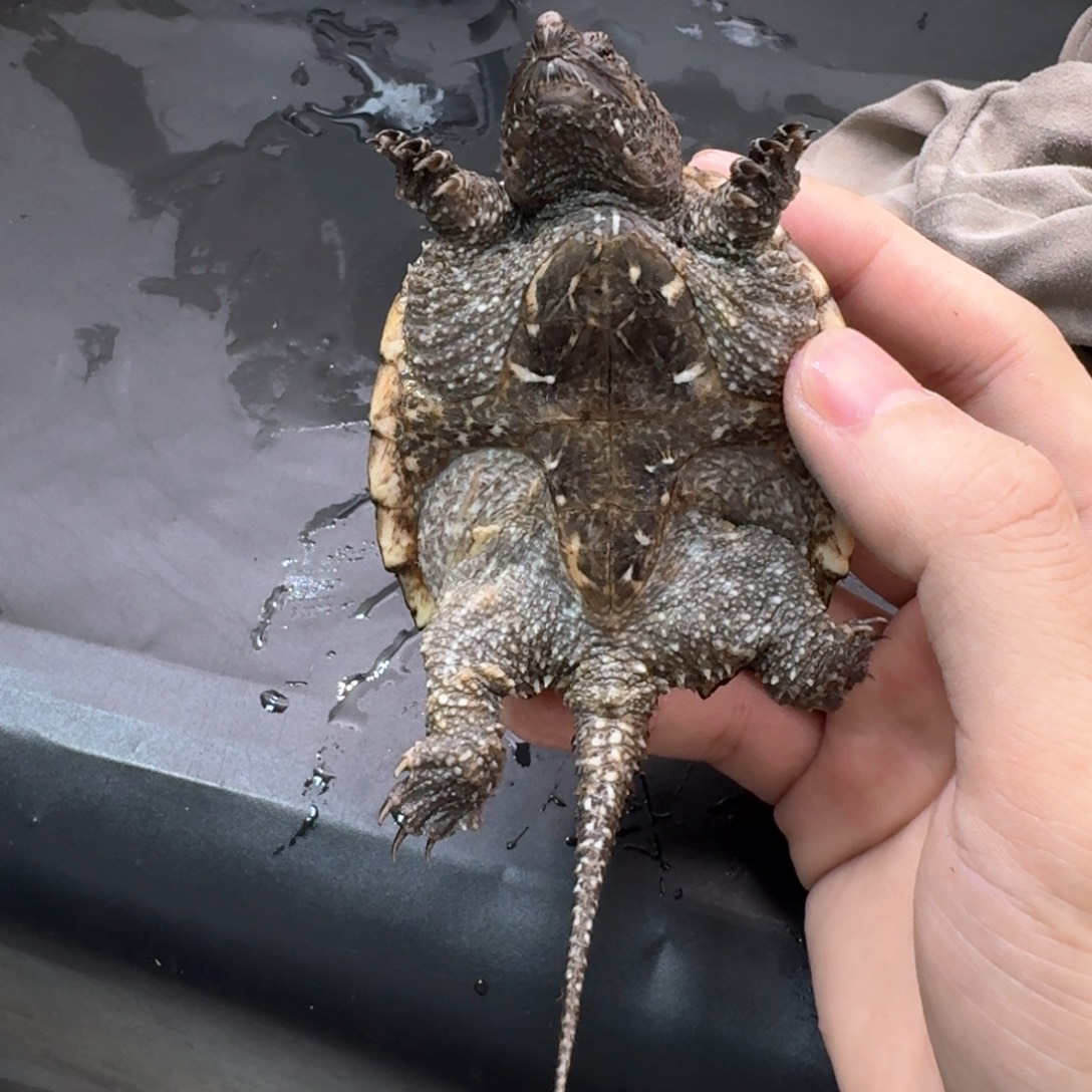 宠物龟不分公母111