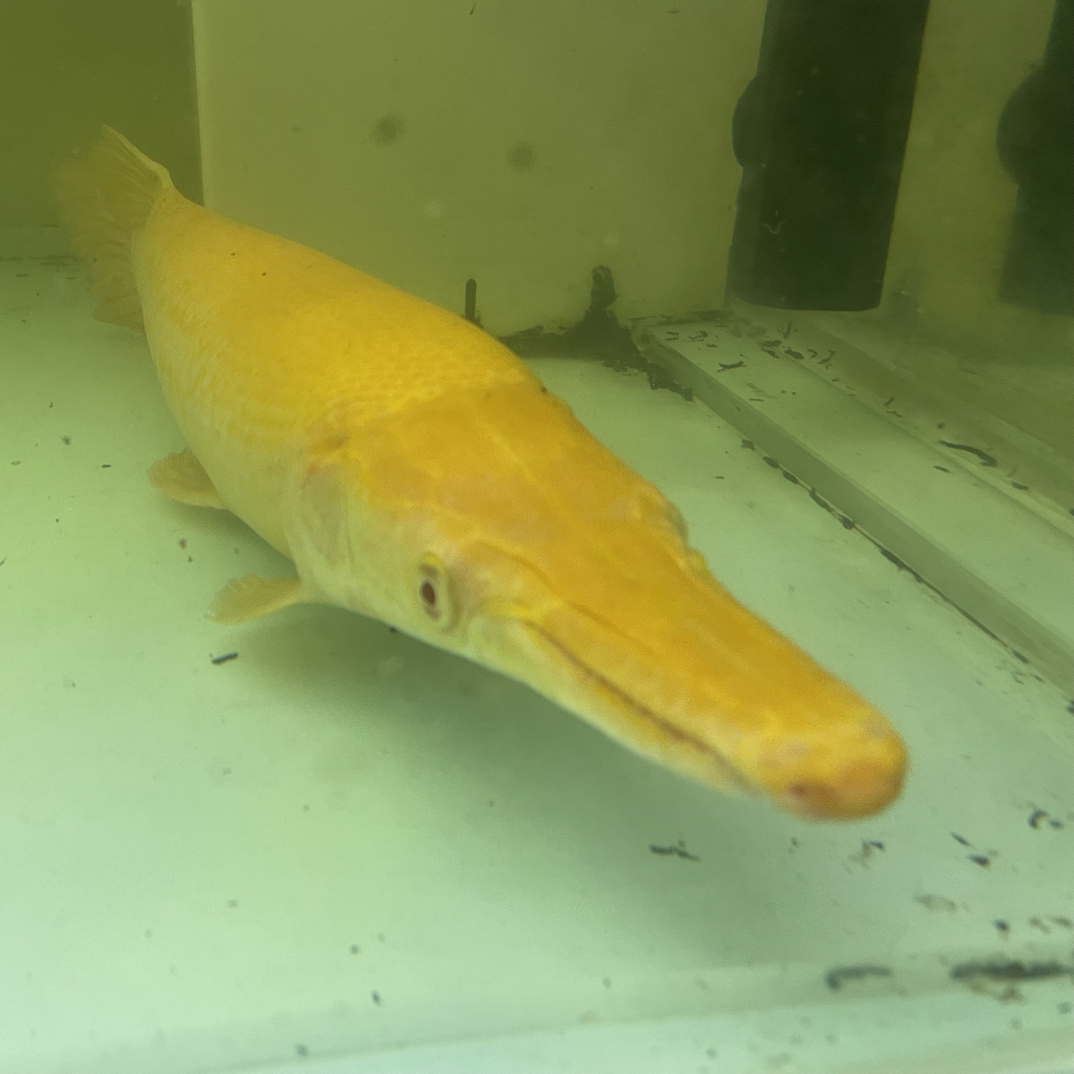 红眼黄化幽灵火箭黄火箭猛鱼淡水鱼热带鱼