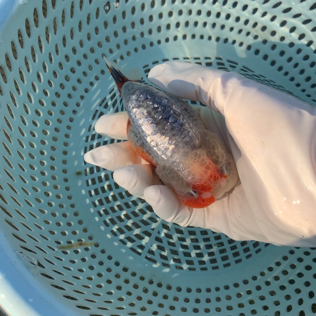 9***8金鱼特色兰寿金鱼