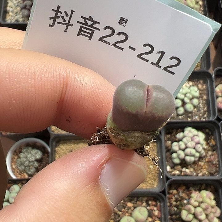 小****22-212肉锥多肉植物
