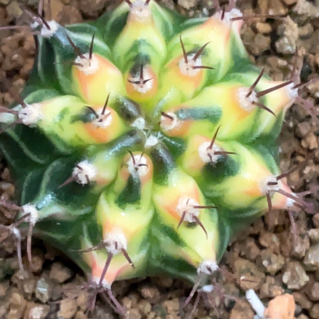 当前无花朵，栽培后可花朵黄凤凰