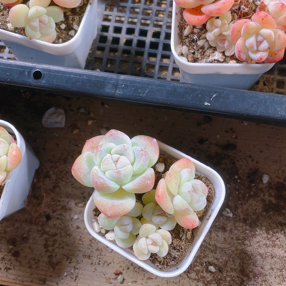 五头杆子冰玉不包整盆一个满25包邮