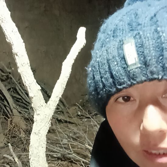 东***药完全开放枸杞树一颗