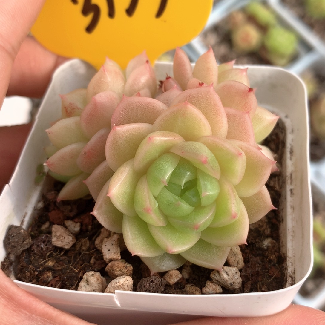 肥圆包珍妮麦秆群3131