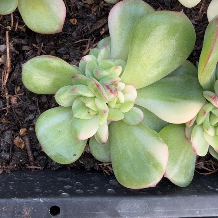 三文鱼拉丝多肉植物