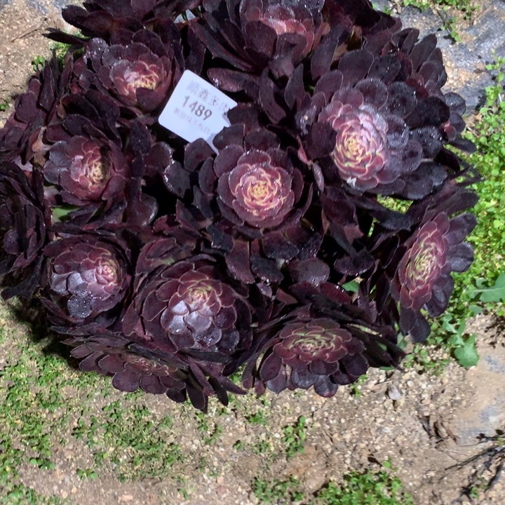 1489黑萝莉多肉植物