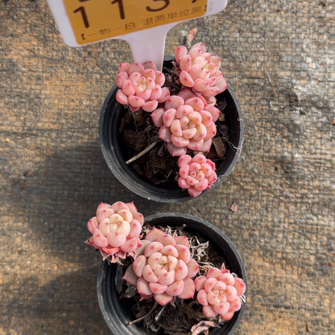 云尘多肉一物一拍1139