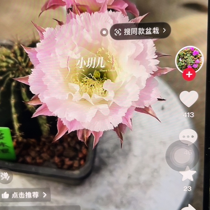 夏沫侧芽歪4公分以上满18包邮
