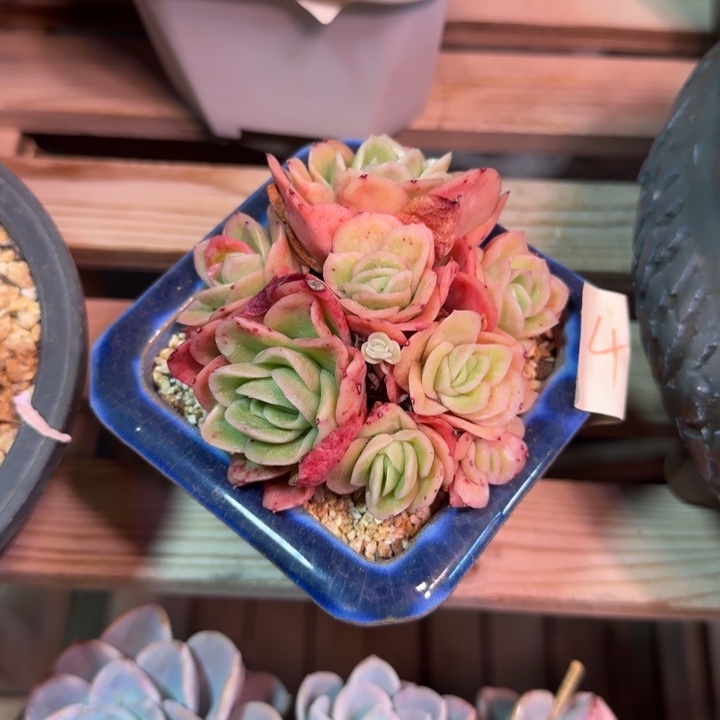 冰玫瑰多肉植物dffghkk