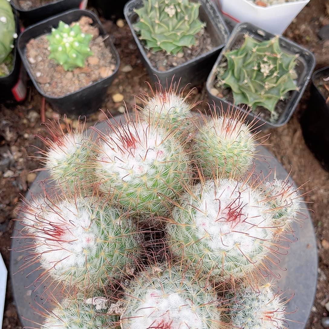 风鸣玩一一一一一一一