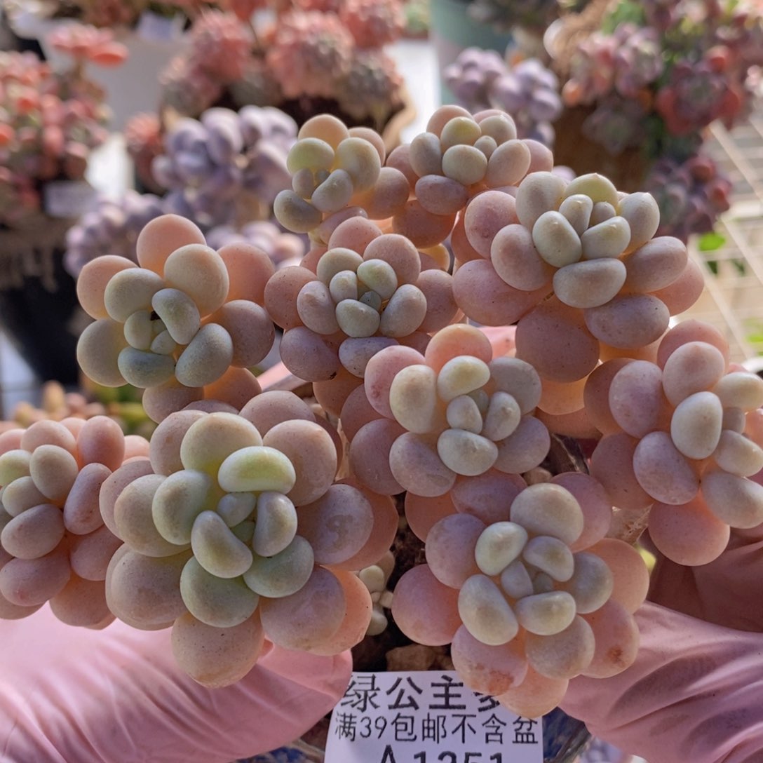 洛可可老桩10cm1251多肉植物