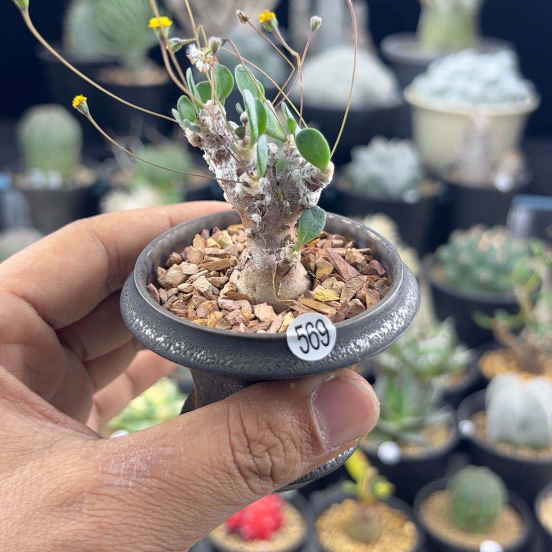 @***G恩特美厚敦菊一物一拍脱土发569