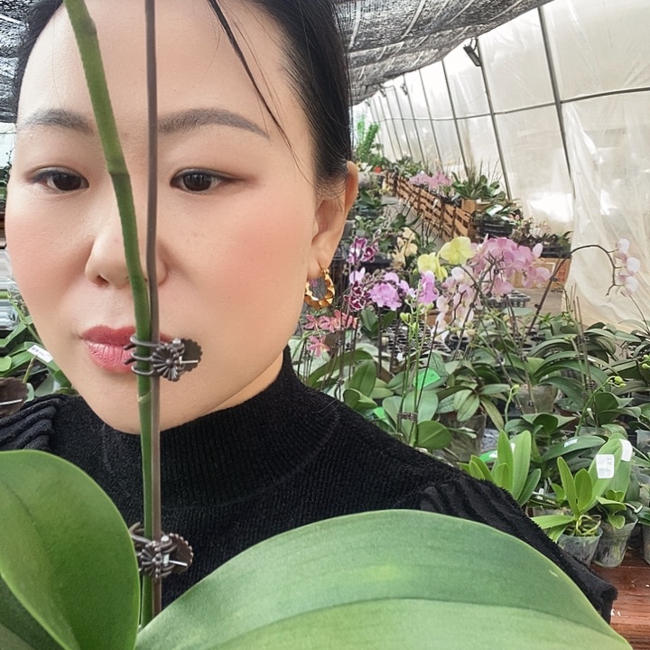 无花朵维维安蝴蝶兰