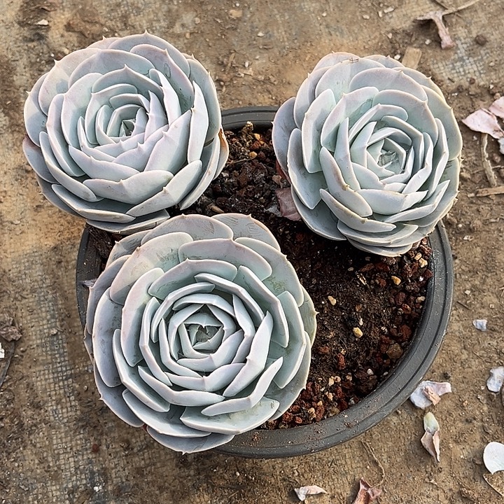 完全开放圣卡包子三头官服23