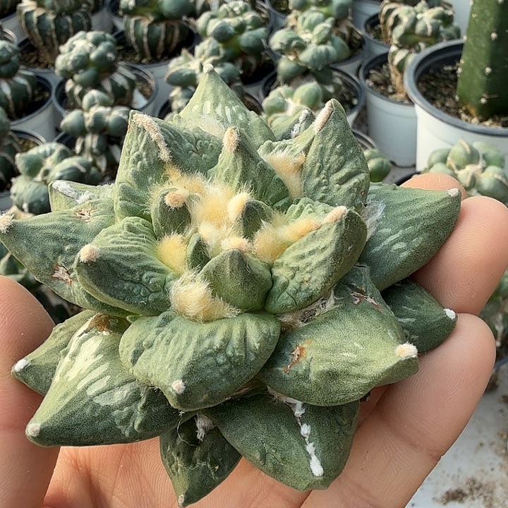 无花朵101落地龙牙怒涛