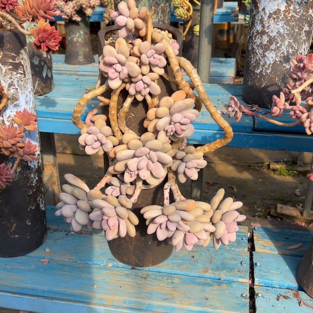 精品桃蛋妖桩 裸根