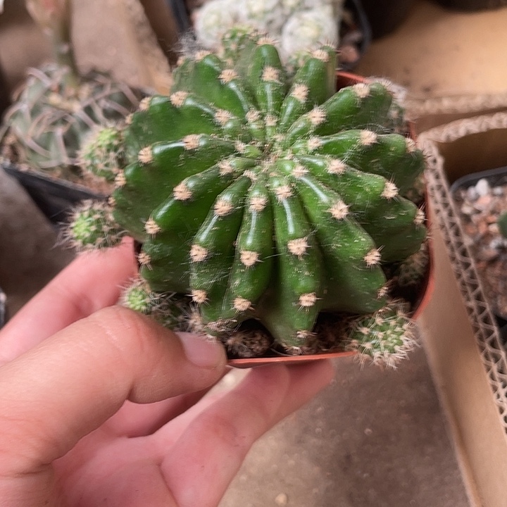 602仙人球植物植物