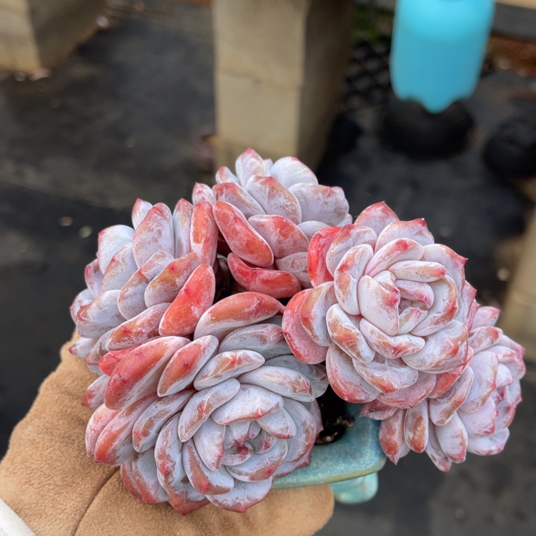 一物一拍不支持退换