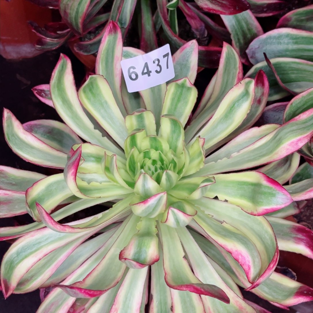 紫嫣变异多肉发货