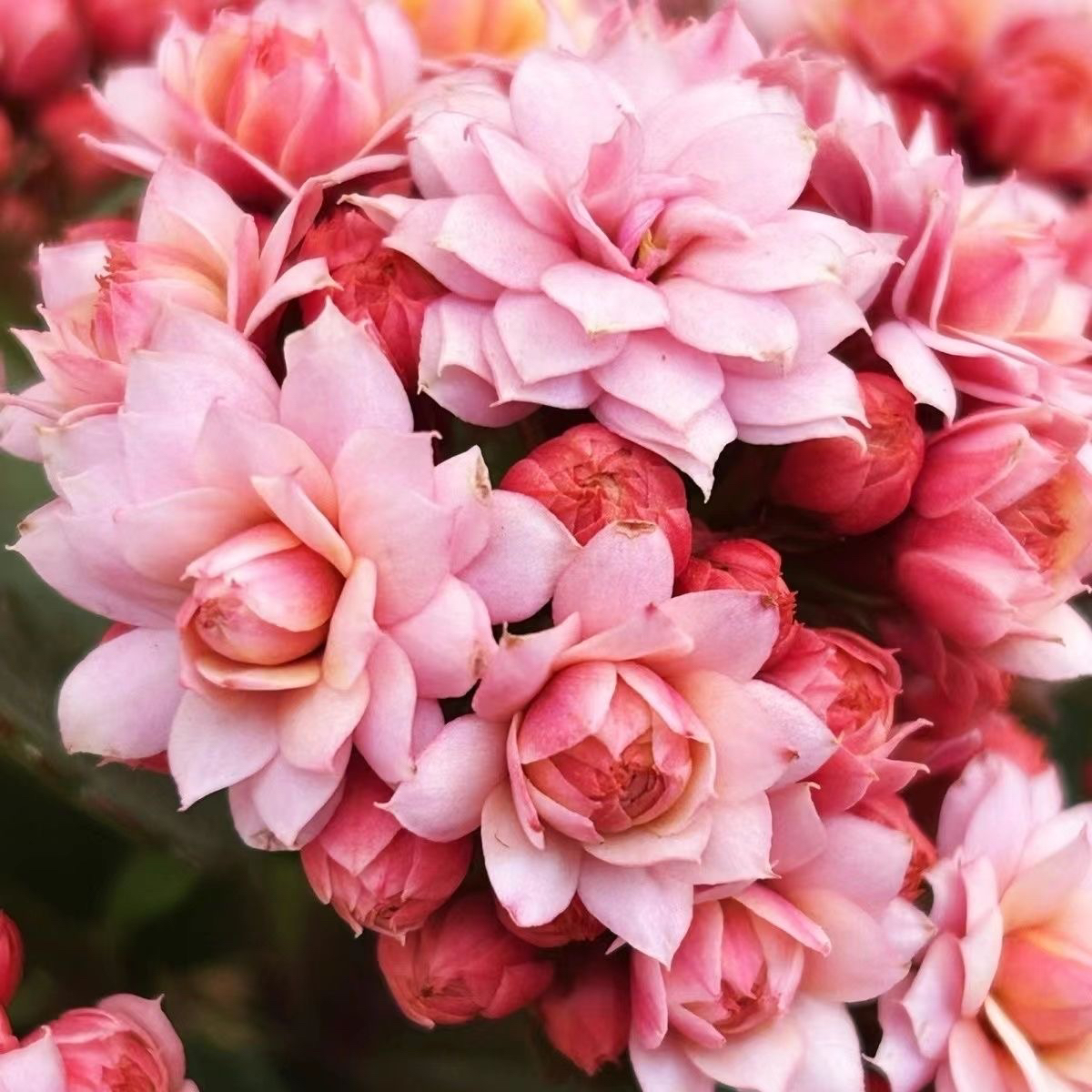 【人面桃花】110盆 粉色大花型 长寿花