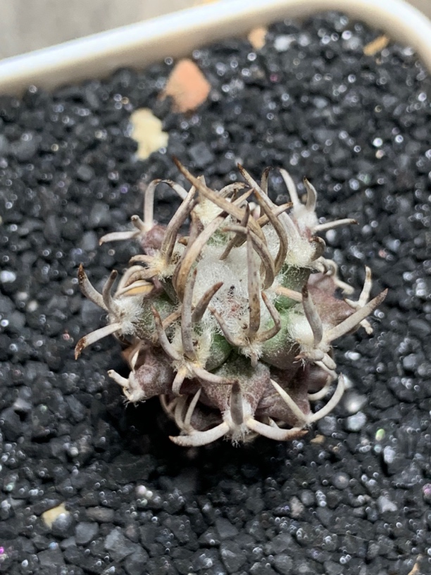 实生紫皮碳刺升云龙 一物一拍包邮非偏远