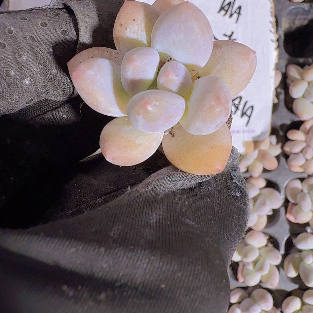 精品奶豆两颗一组