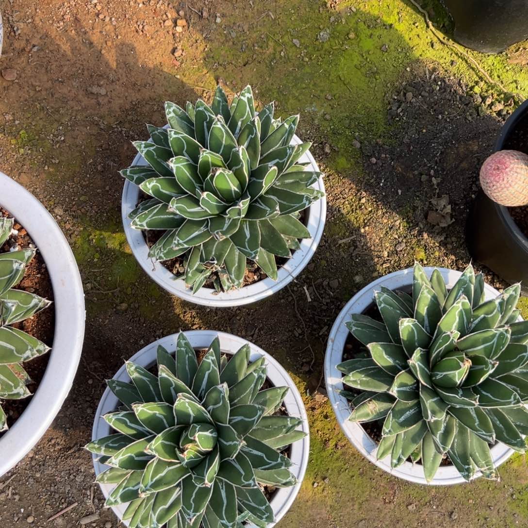 屉之雪随机一颗。    