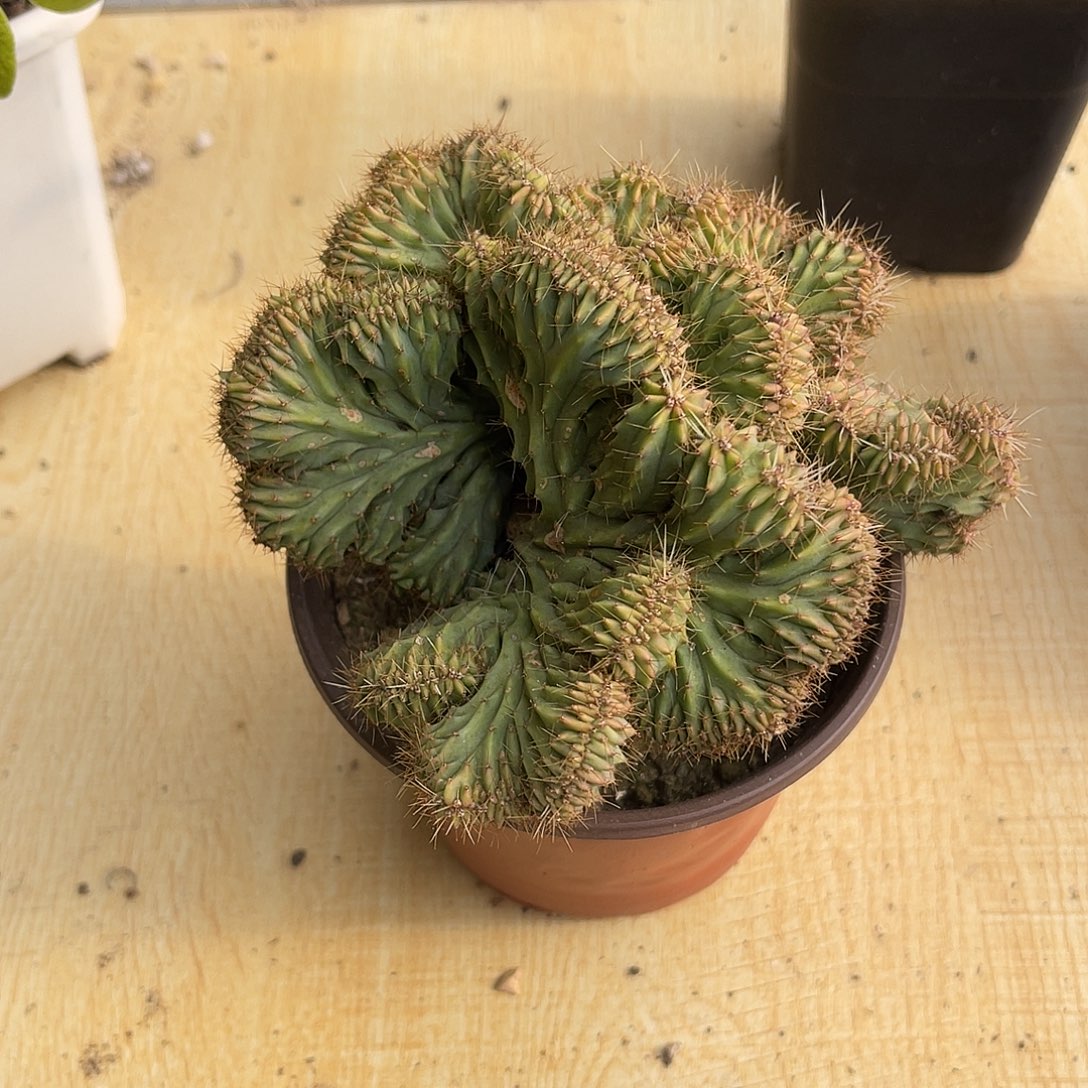 神龙木缀化仙人球