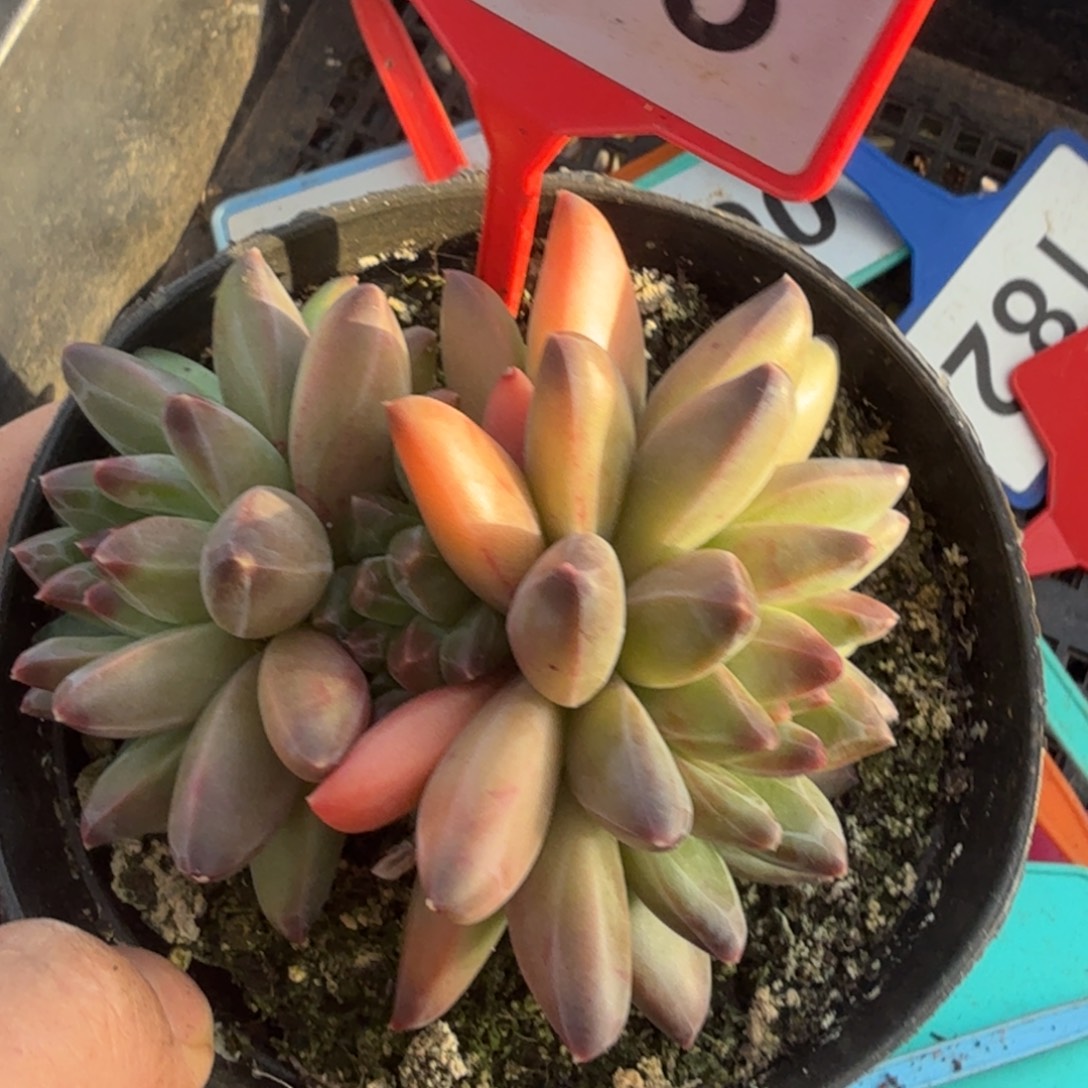 彩梵高一物一拍743