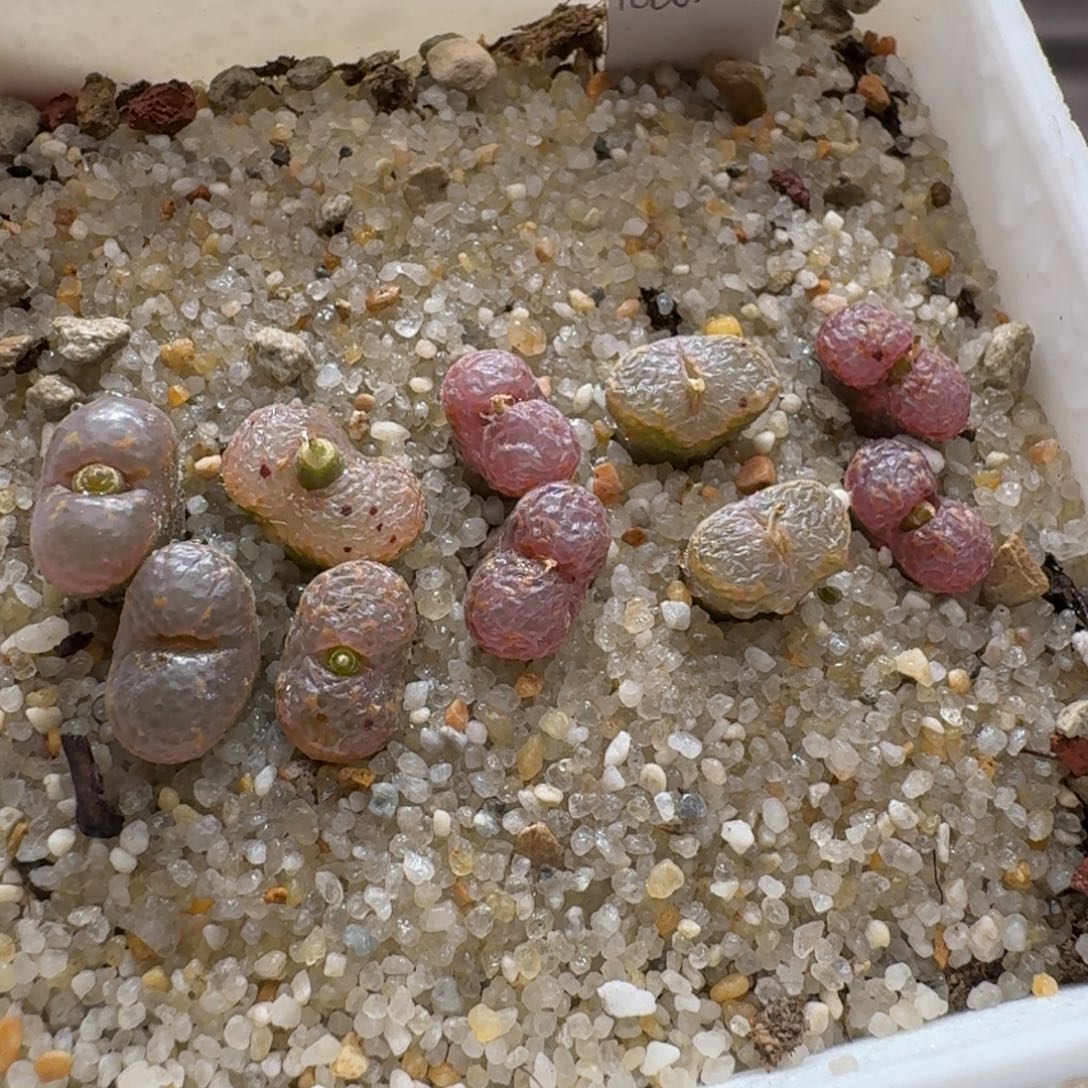 熊***狒0910:084编号鸟哈尼