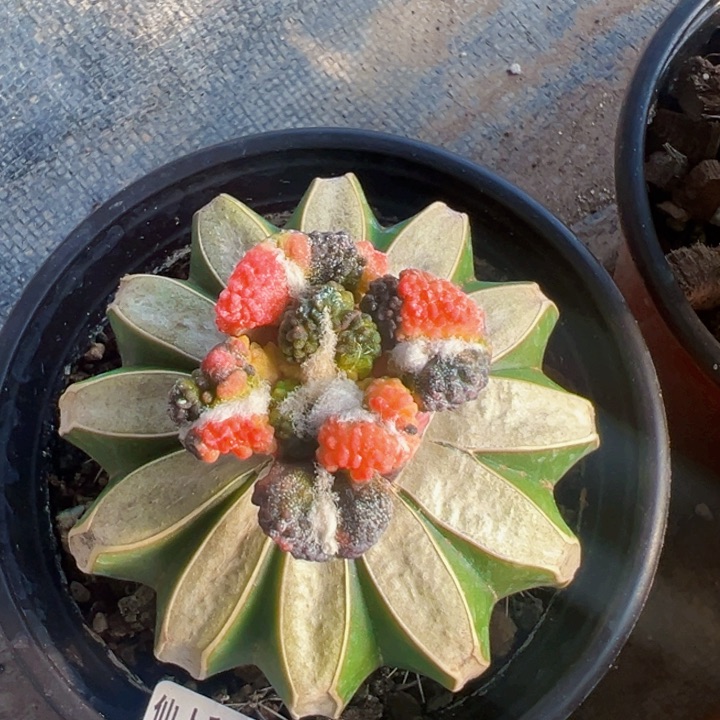 2097超级花锦日系大优黑仙人球