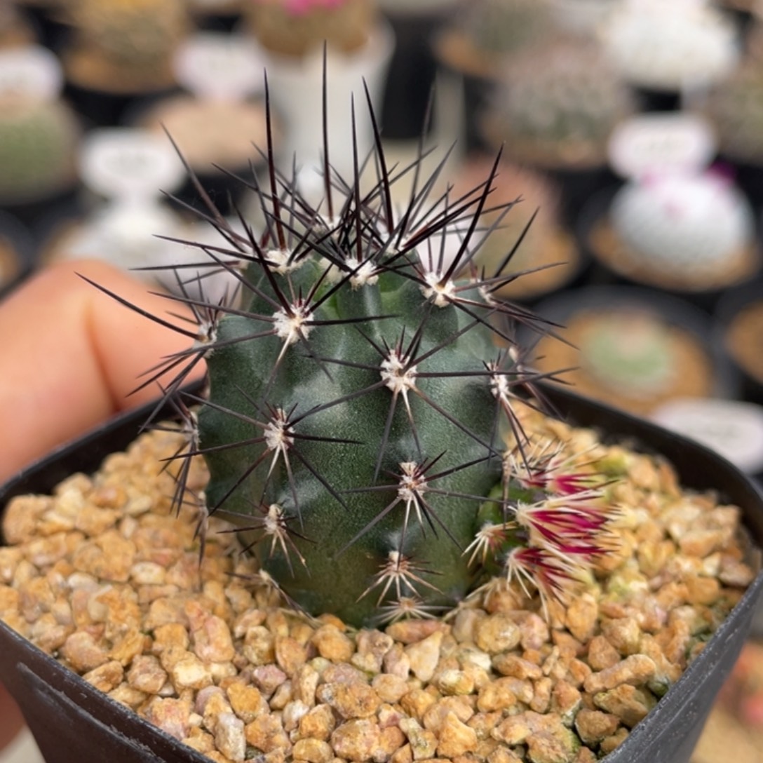 达氏青花虾       实生根