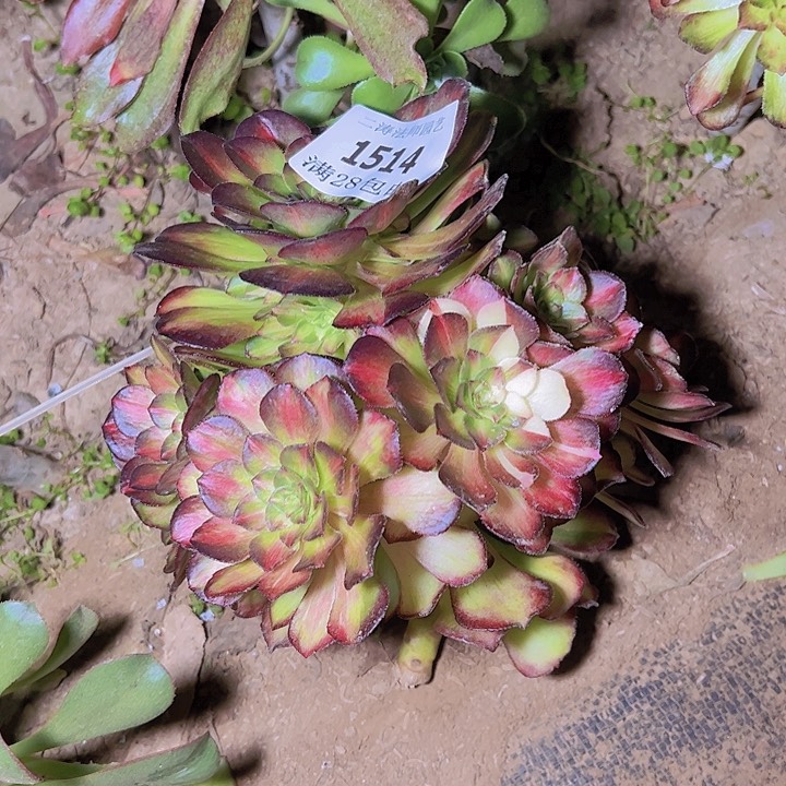 涵*1514海王七彩多肉植物无根修过侧枝