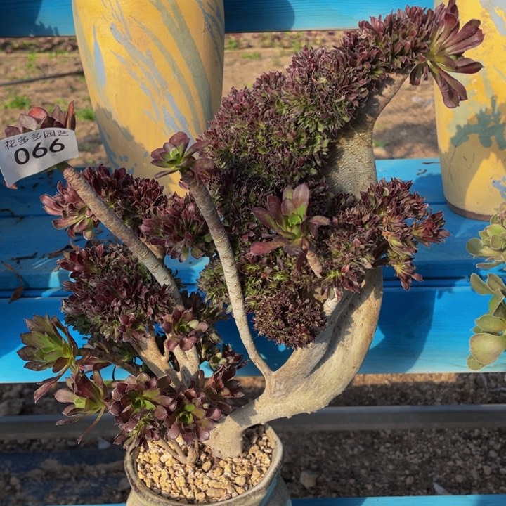 066号黑法师缀花