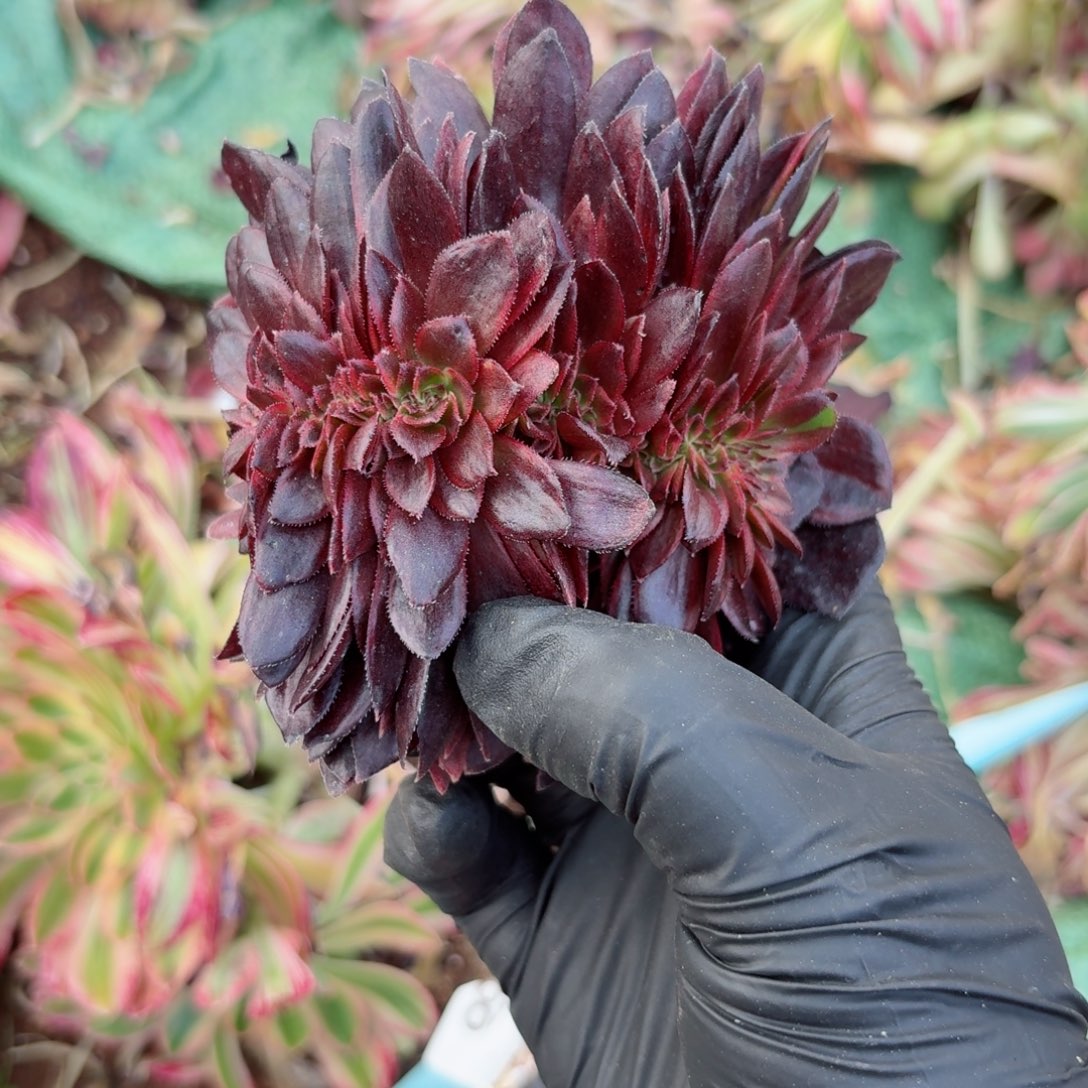 嗯8911 号多肉法师特价没有根