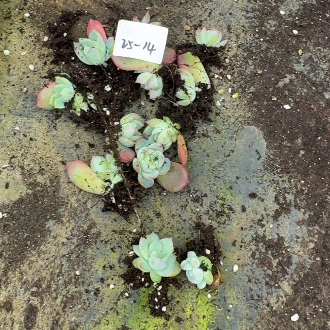 25-14红鸾苗子十棵加两颗珍妮