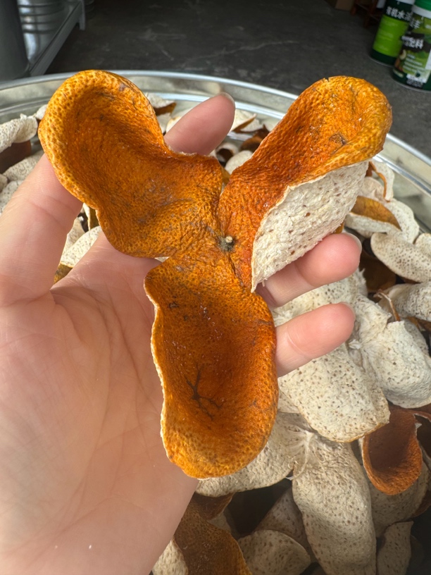 【天马大红】2024年天马圈枝老树果园一手靓货整片装