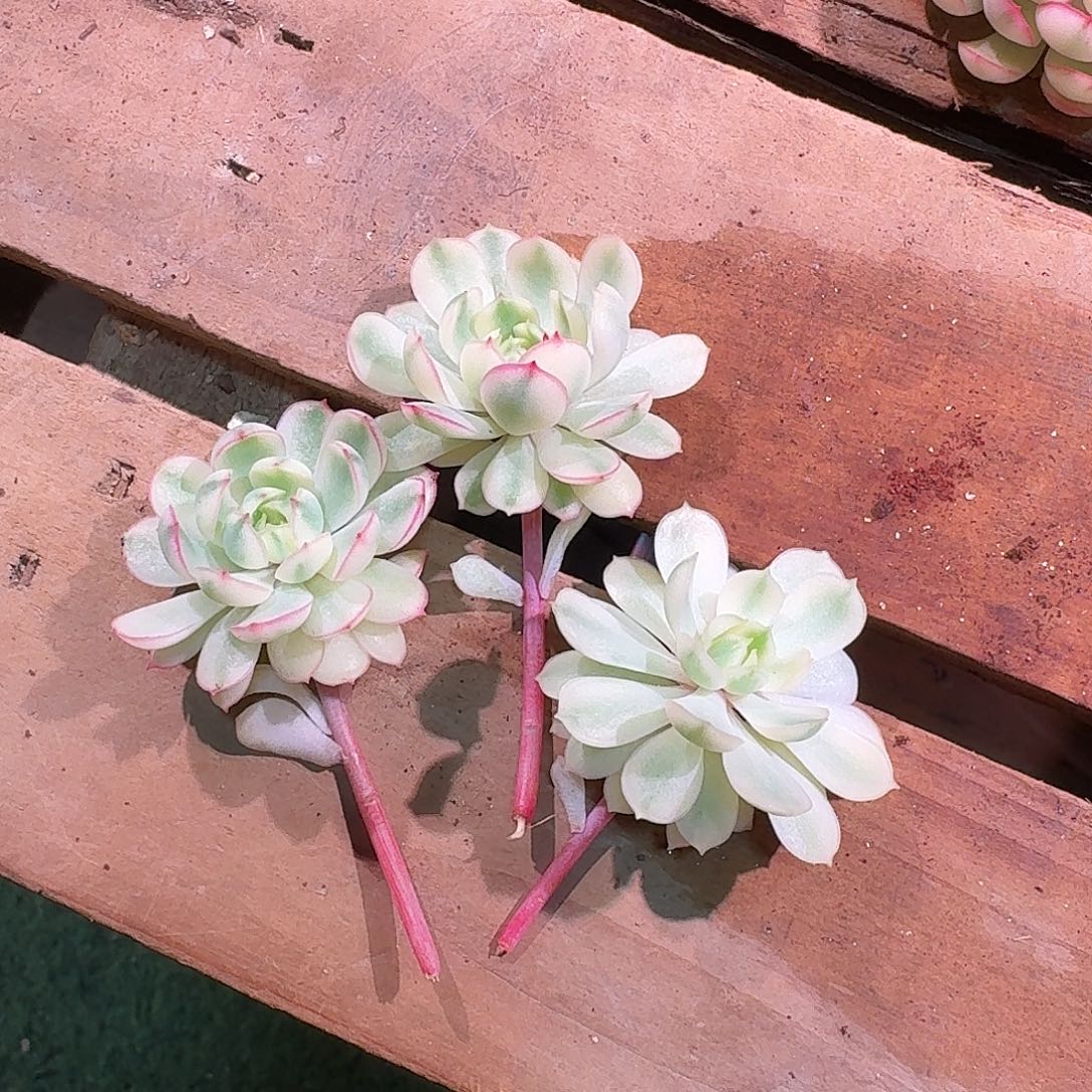 白梦幻玫瑰锦三棵多肉