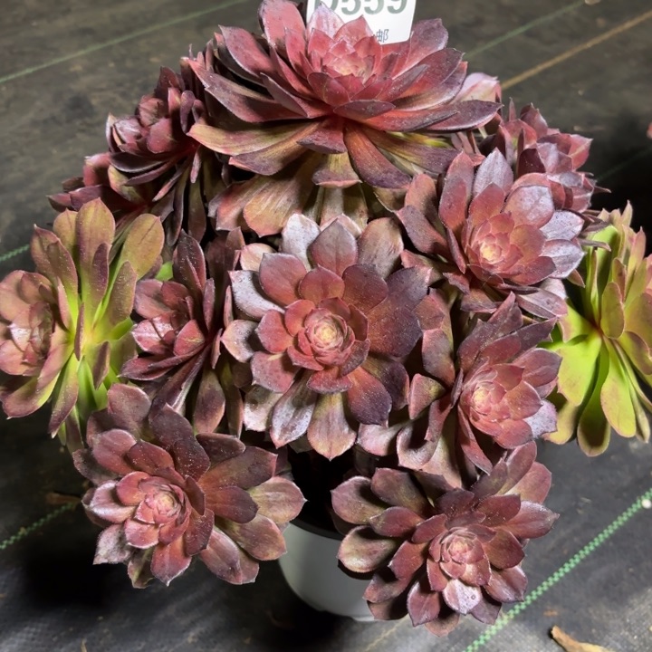 瑞妈一物一拍559