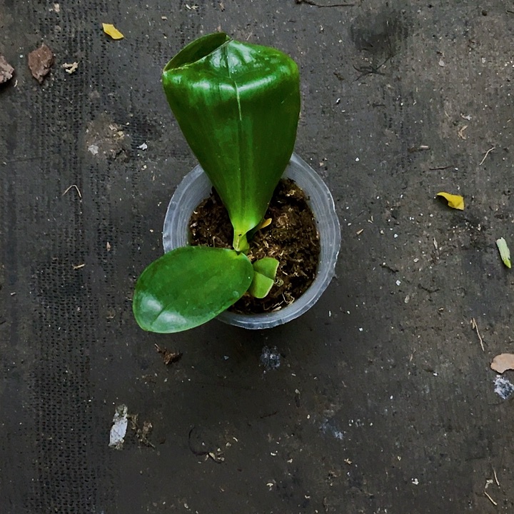 当前无花栽培后可以开花木***6雅风情歌断叶瑕疵