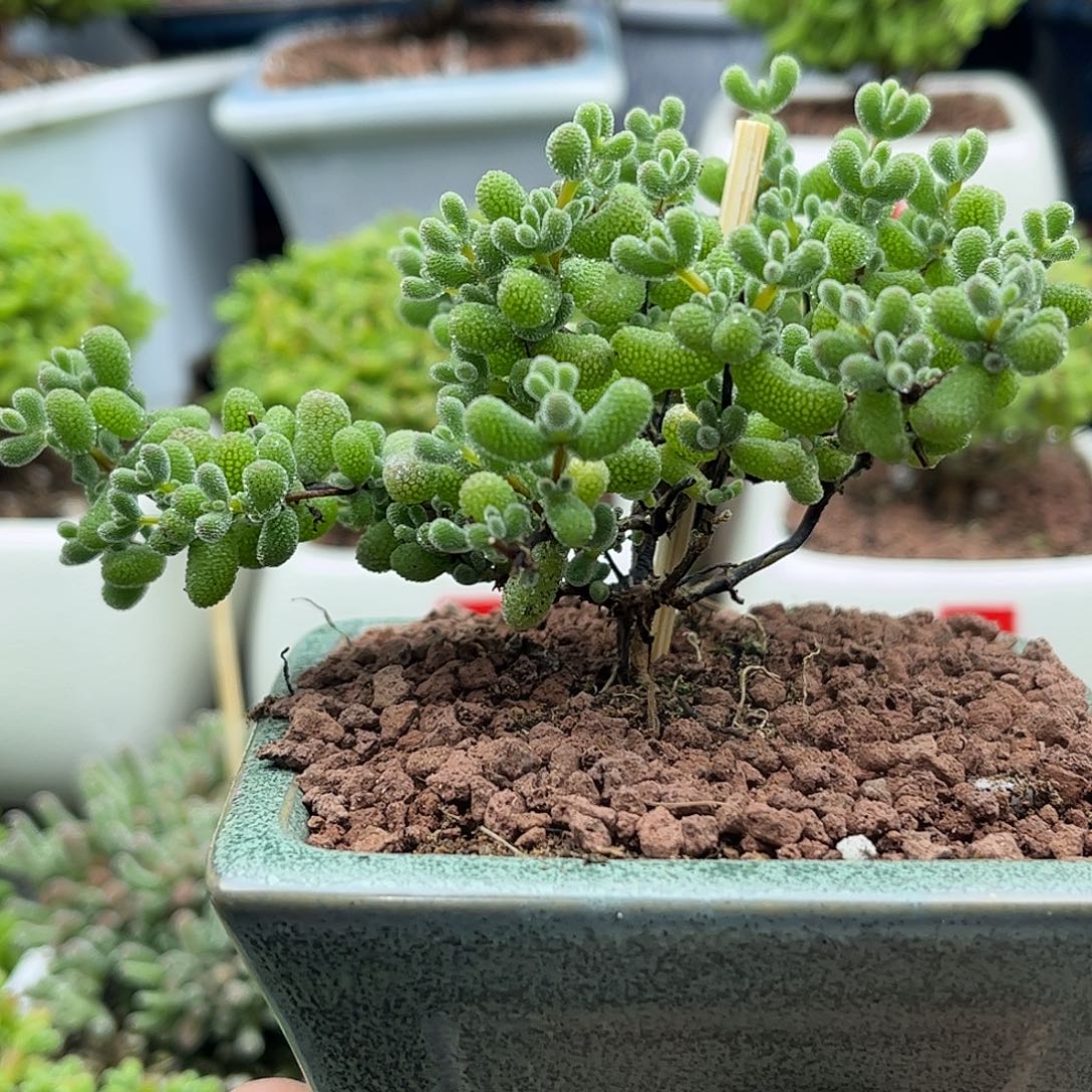 翡翠枝干番杏优选