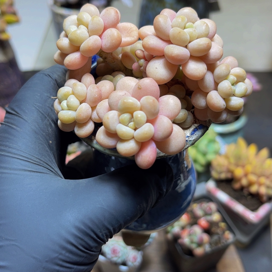 913洛可可8厘米多肉