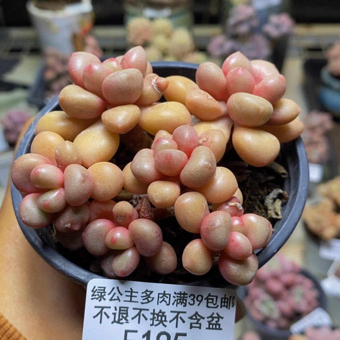 195先锋派多肉7cm