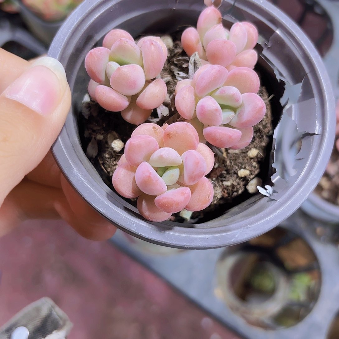 精品花斑鹿多肉植物