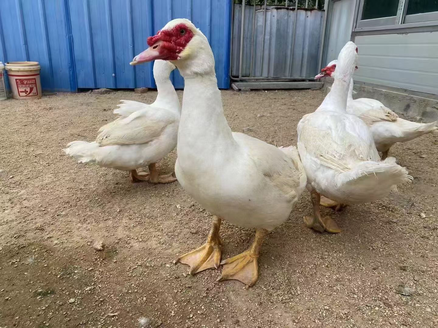 [莆仙汇甄选] 莆田特产红鼻鸭农家鸭