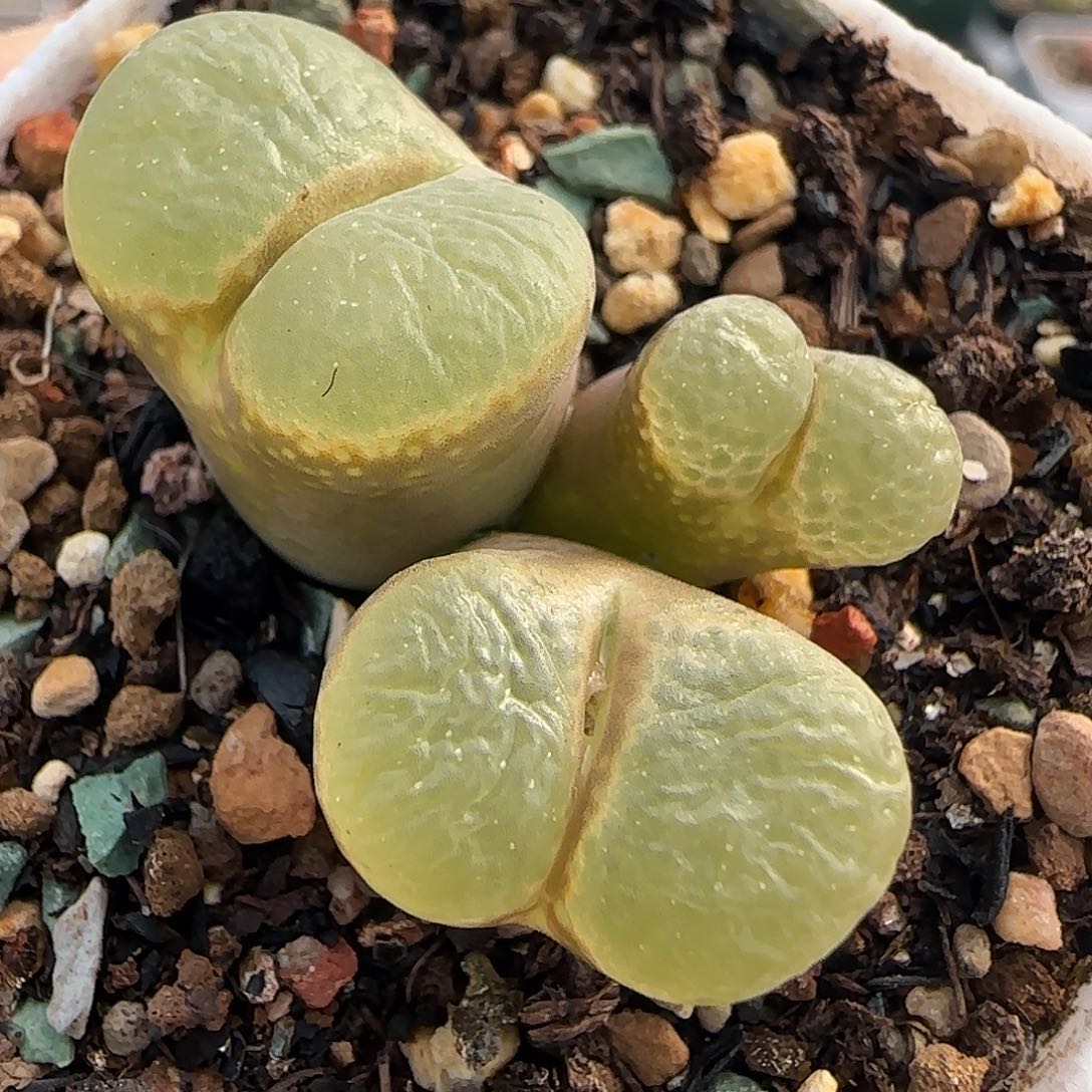 多肉植物风铃玉母本136号